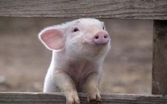 Загадки про тварин: свиня